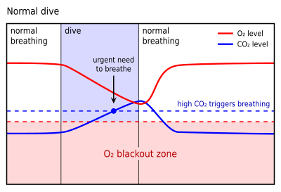 Shallow water blackout diagram 1 revised.svg