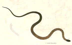 Descrição da imagem Sibynophis melanocephalus Hardwicke.jpg.