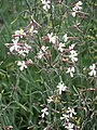 Silene parnassica, Lepnica, 2021-05-26