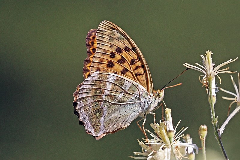 File:Silver-washed fritillary (Argynnis paphia) underside Bulgaria.jpg