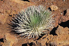 Description de l'image Silver Sword -Haleakala Crater-8a.jpg.