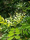 Simarouba glauca leaves.jpeg