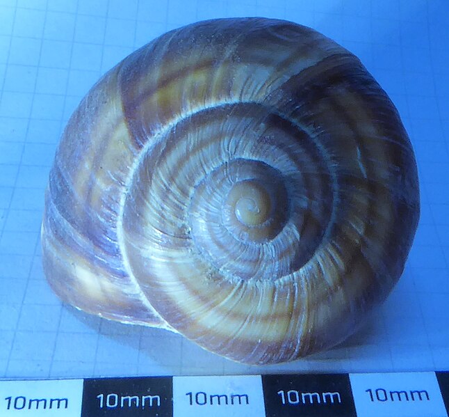 File:Sinistral Helix lucorum Linnaeus 1758 2.jpg