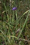 Sisyrinchium idahoense 5743. 
 JPG