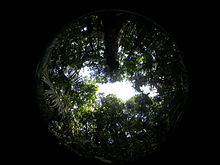 Treefall gaps in the Amazon allow sunlight to reach the forest floor. Small Forest Gap.JPG