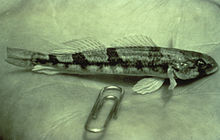 Snail darter, Percina tanasi Snail darter FWS 1.jpg