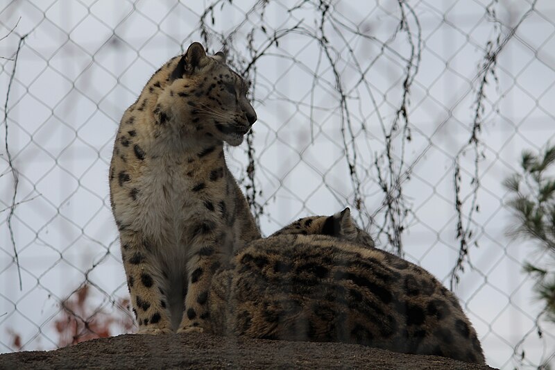 File:Snow Leopards at the Toledo Zoo.jpg