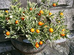 Solanum pseudocapsicum1.jpg