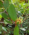 Flower, without corolla and stamens (fall off)