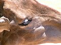 Thumbnail for File:South African Giraffe 05.jpg