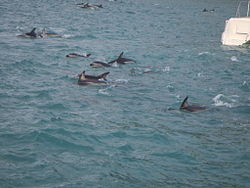 Dusky dolphin tours off New Zealand's South Island South Island Tour 239.jpg