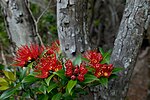 Southern-Rata-Auckland-Islands.jpg