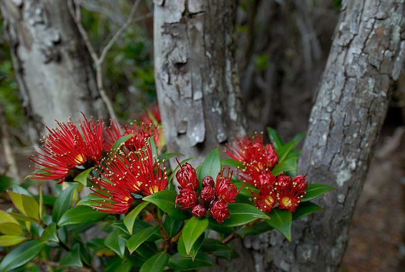 File:Southern-Rata-Auckland-Islands.jpg