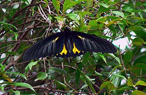 Beschreibung von Southern Birdwing - Sohini Vanjari.jpg Bild.