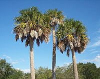 Palmettopalme