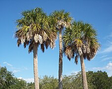 The Sabal palmetto is one of many types of palm trees that can be found in southern Maszale, especially near the coast.