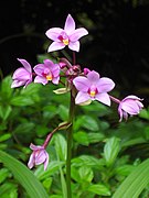 Spathoglottis plicata