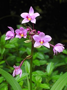 Klostėtoji liežuvenė (Spathoglottis plicata)