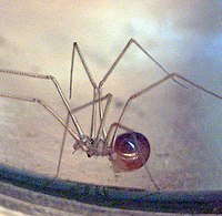 Male shortbodied cellar spider (Spermophora senoculata) from the United States