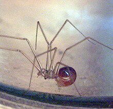 Spermophora senoculata pedipalps.jpg