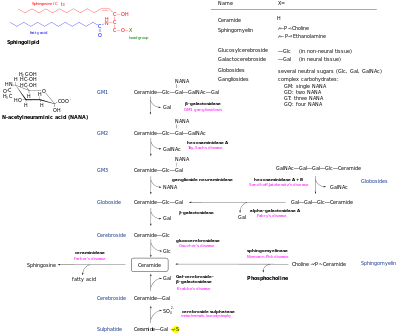 Metabolic pathways of various forms of sphingolipids. Sphingolipidoses are labeled at corresponding stages that are deficient. Sphingolipidoses.svg