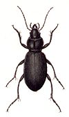 Sphodrus.leucophthalmus .-. calwer.06.23.jpg