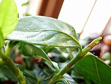 Two-spotted mite (Tetranychus urticae) on Gardenia Spidermites-gardenia.jpg