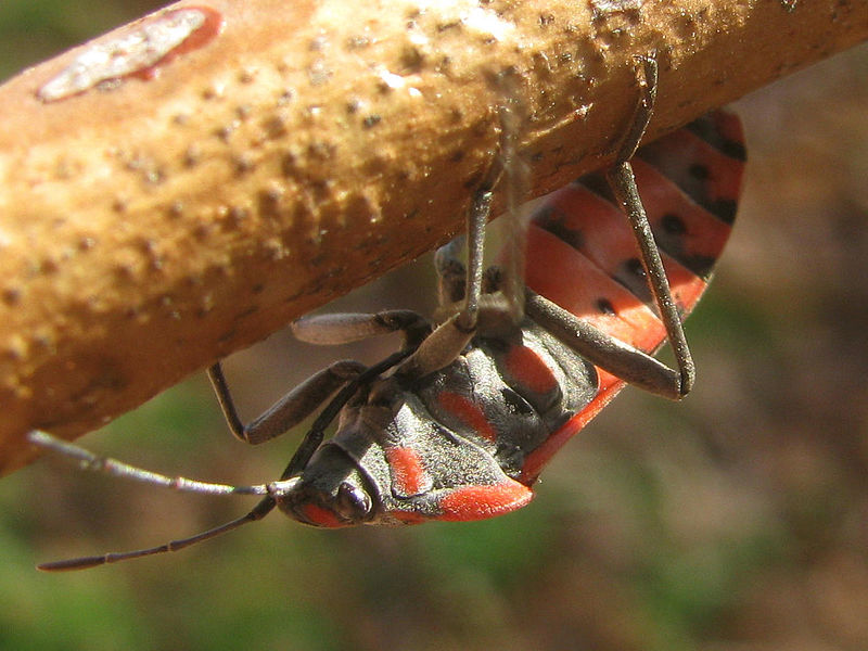 File:Spilostethus pandurus - Ballans20120114 im529.jpg