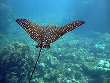 Spotted Eagle Ray (Aetobatus narinari)2.jpg