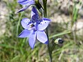 Thelymitra ixioides