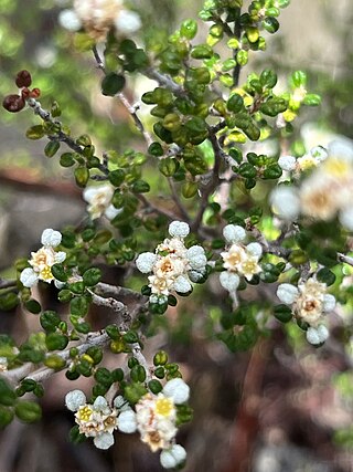 <i>Spyridium lawrencei</i> Species of shrub