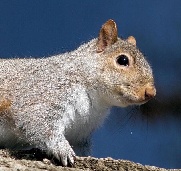 File:Squirrel sujit.jpg