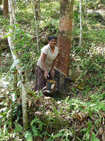 File:Sri Lanka-Rubber plantation (9).jpg