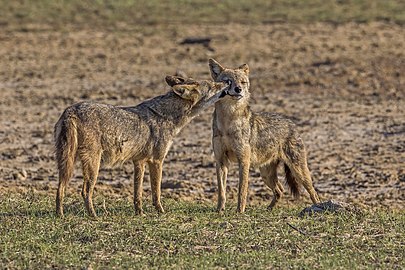 Sri Lankan jackals (Canis aureus naria) male and pregnant female 3.jpg