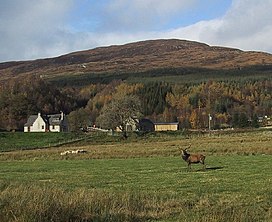 Stag at Tulloch Farm - geograph.org.uk - 16193.jpg