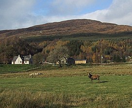 Rusa di Bonar Pertanian - geograph.org.inggris - 16193.jpg