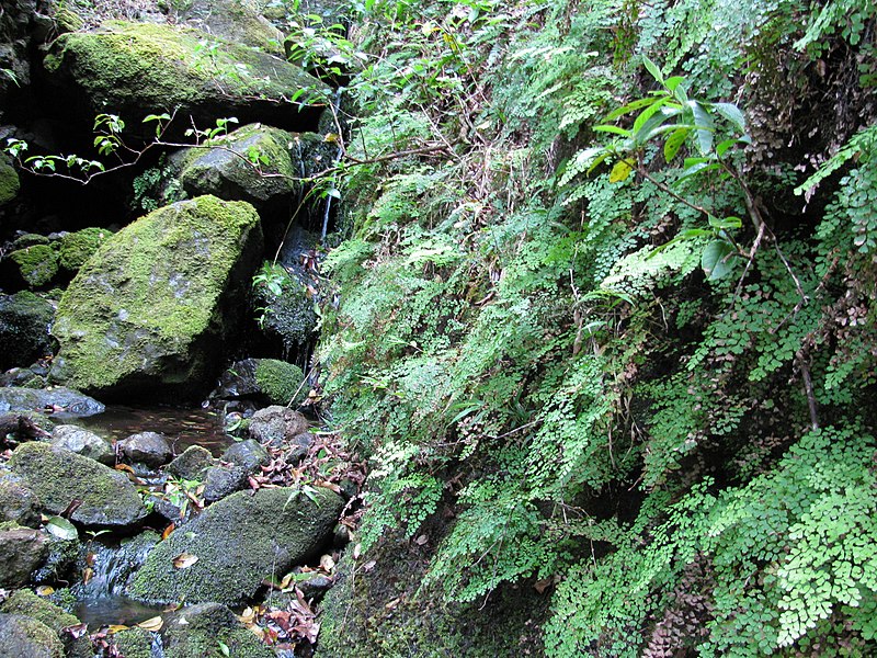 File:Starr-100430-2633-Adiantum raddianum-habitat and stream-Iao-Maui (25030946215).jpg