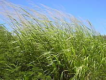 Starr 030626-0021 Panicum maximum.jpg