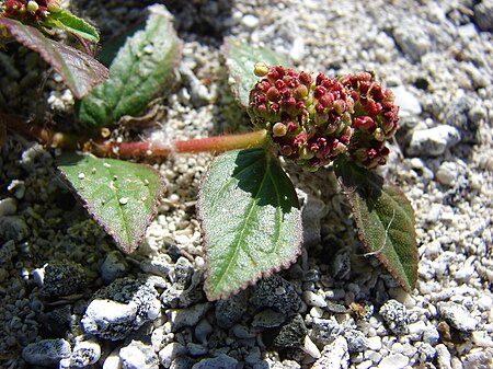 Euphorbia hirta