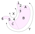 Numbered diagram of a stomach