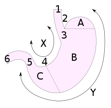 胃的解剖說明