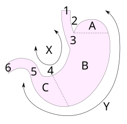 Stomach002.svg