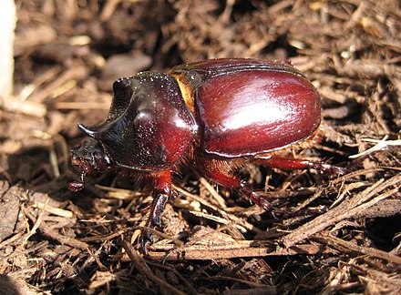 Вырос наш жук больше. Strategus aloeus. Ox Beetle. Жуки растут. Бычий Жук.