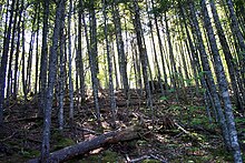 A trail in Strathgartney Park Strathgartney Nature Trail, PEI. (5785354).jpg