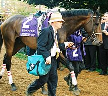 Street Sense in the paddock prior to the 2007 Breeders' Cup Street Sense Breeders Cup.jpg