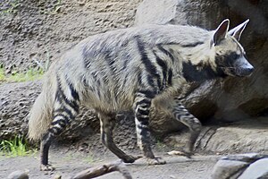 Hyène rayée 5.jpg