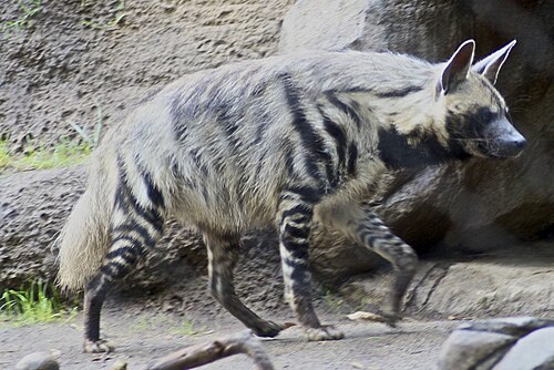 500px-Striped_Hyena_5.jpg