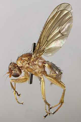 <i>Suillia bicolor</i> Species of fly