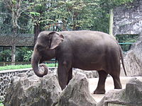 Éléphant de Sumatra Zoo de Ragunan 3.JPG