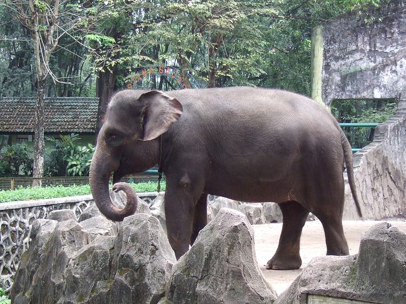 Elefante – Wikipédia, a enciclopédia livre